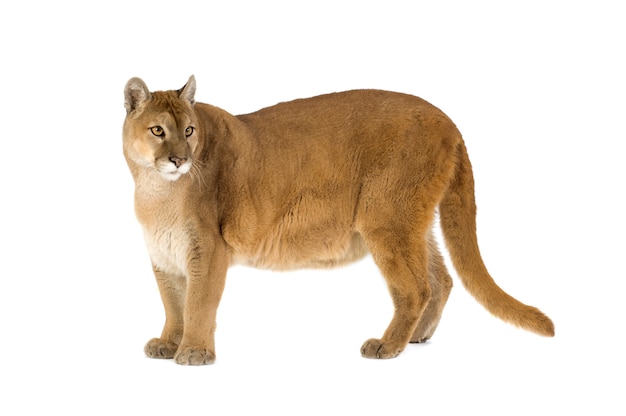 Puma (17 jaar) - Puma concolor geïsoleerd