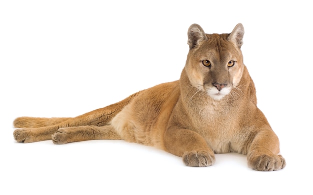 Puma (17 years) - Puma concolor isolated