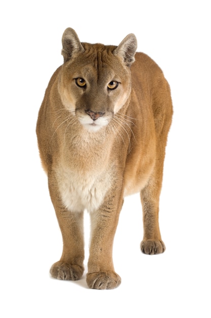 Puma (17 years) - Puma concolor isolated