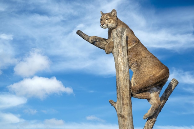 Puma cougar mountain lion on a tree