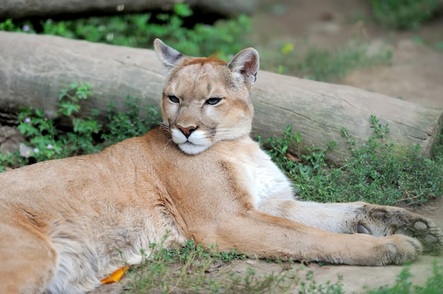 Puma face in het wild