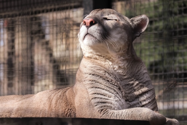 Puma squinted and basks in the spring sun