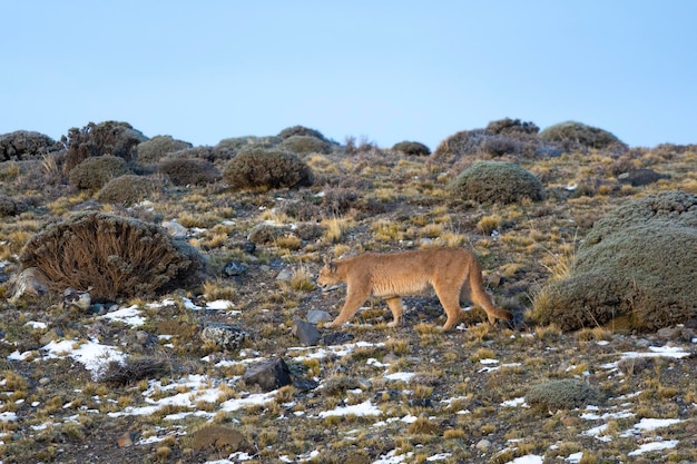 Puma walking in mountain environment Torres del Paine National Park Patagonia Chile