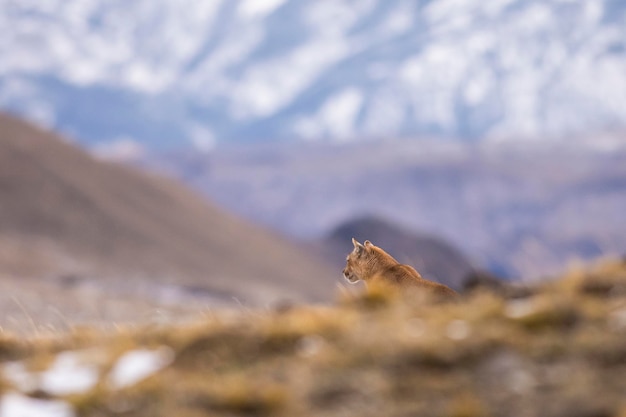 Photo puma walking in mountain environment torres del paine national park patagonia chile