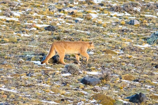 Puma walking in mountain environment Torres del Paine National Park Patagonia Chile