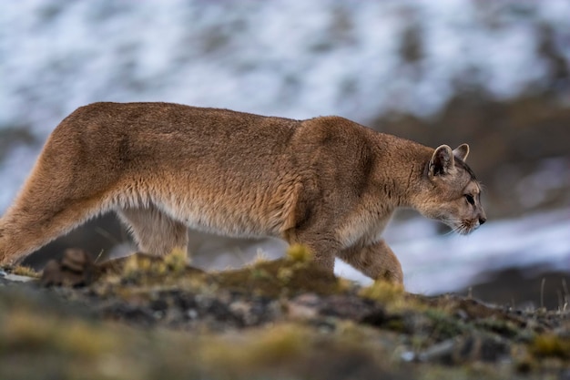 Puma walking in mountain environment Torres del Paine National Park Patagonia Chile