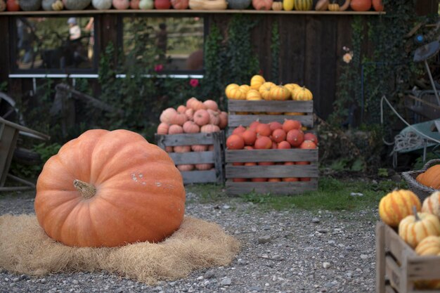 Foto pumkings maken zich klaar voor halloween-avond