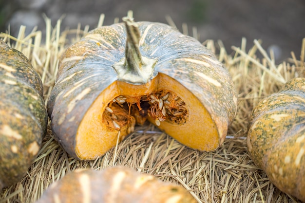 Zucca su un letto di paglia in giardino biologico.