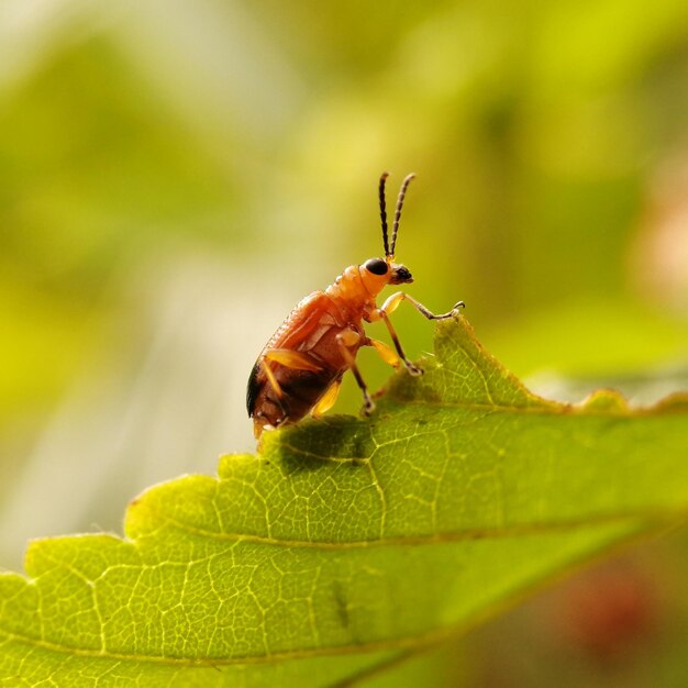 Pumpkin beetle