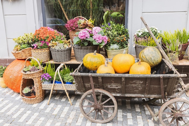 Pumpkin cart at flower shop Halloween and Thanksgiving autumn decoration