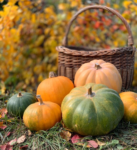 秋の背景にカボチャのクローズ アップ。ハロウィーンと感謝祭のバナー。秋の野菜