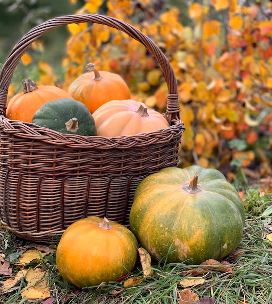 秋の背景にカボチャのクローズ アップ。ハロウィーンと感謝祭のバナー。秋の野菜