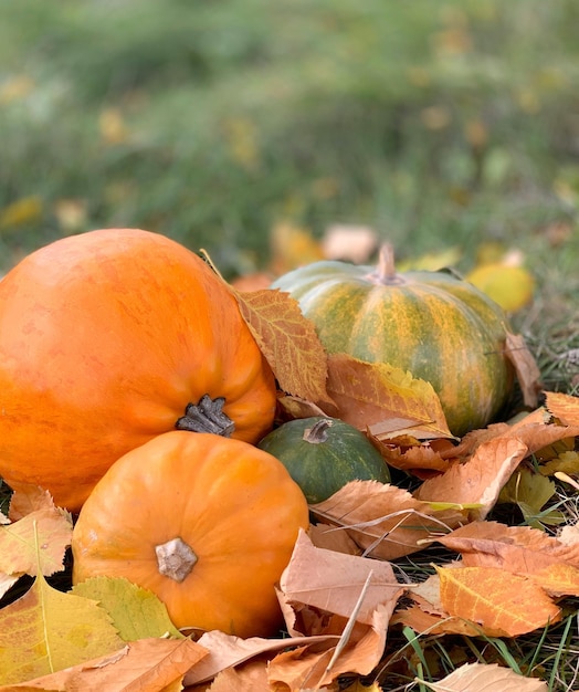 秋の背景にカボチャのクローズ アップ。ハロウィーンと感謝祭のバナー。秋の野菜