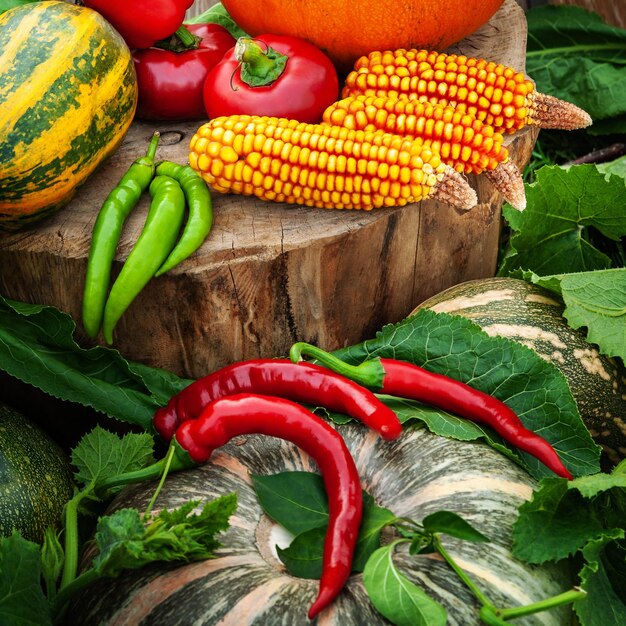 Pumpkin corn red and green peppers on a background of wood and leaves Thanksgiving day