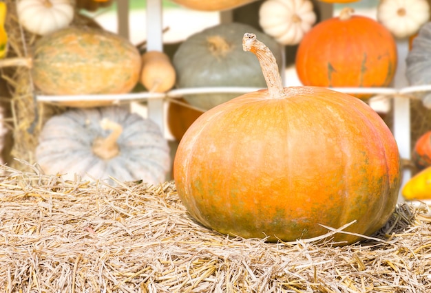 Pumpkin farm