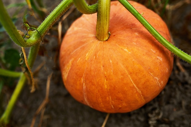 A pumpkin in a farmer's patch waiting for harvest