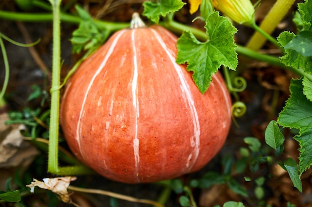 A pumpkin in a farmer's patch waiting for harvest