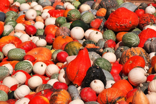 Pumpkin festival in Ludwigsburg, Germany