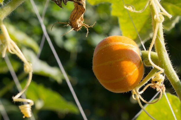 Pumpkin in field with green leaves