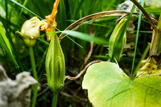 写真 メキシコの南瓜の花