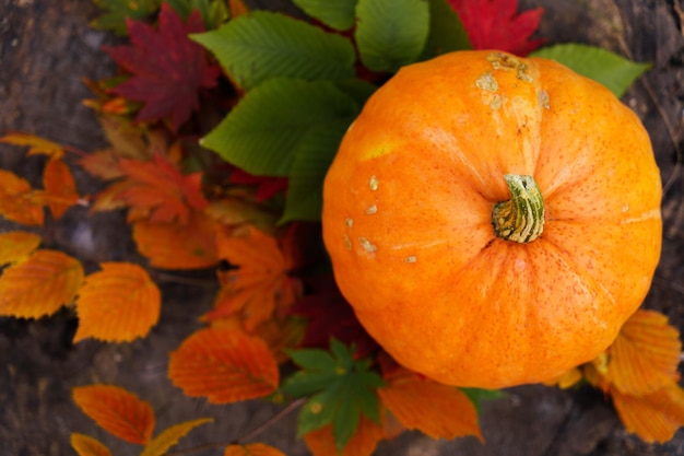 Pumpkin in the forest among the leaves