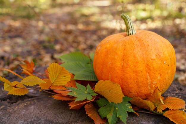 Pumpkin in the forest among the leaves