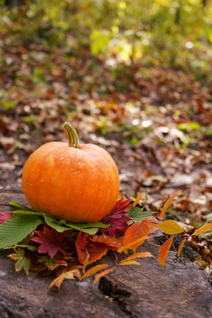 Pumpkin in the forest among the leaves