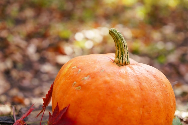 Pumpkin in the forest among the leaves