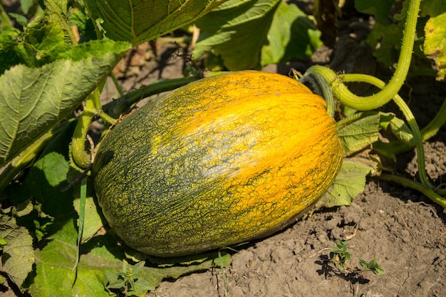 Pumpkin in the garden