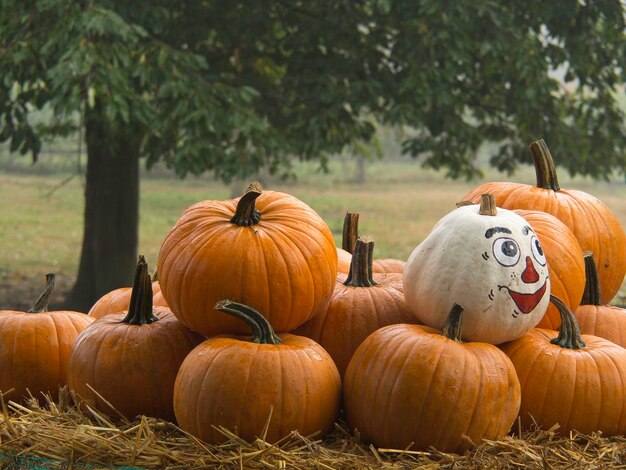 Foto la zucca in germania