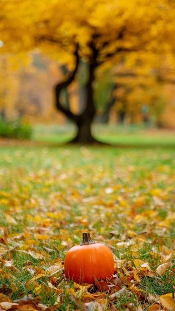 Pumpkin on a grass with leaves in a park