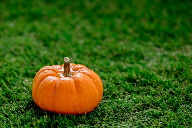 Pumpkin on green lawn