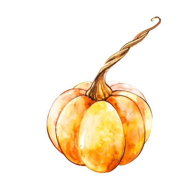 Pumpkin. Hand drawn watercolor painting on white. Watercolor illustration.