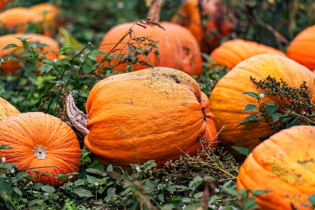 Pumpkin harvest butternut squash orange pile bio farm harvesting plant on feeld