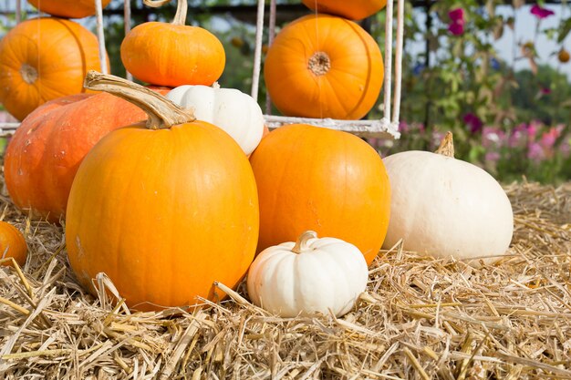 Pumpkin harvest season on the farm