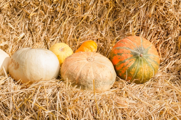 Pumpkin harvest season on the farm