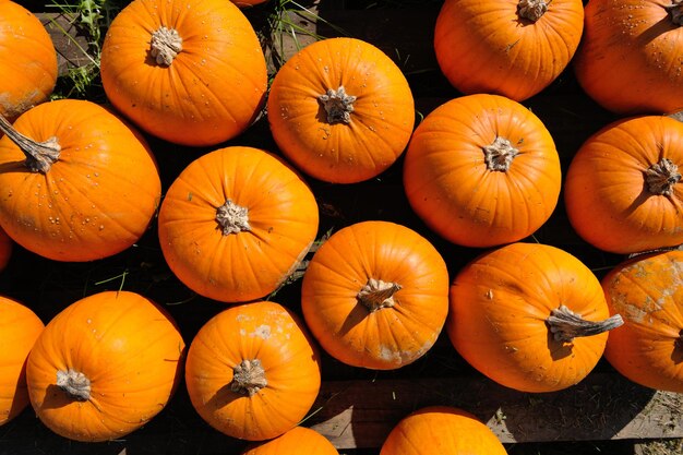 Pumpkin healthy organic food  background at autumn season on market ready for helloween holiday