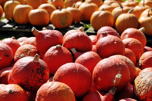 Pumpkin healthy organic food background at autumn season on market ready for helloween holiday