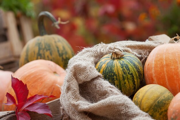 Pumpkin in a  linen bag. Autumn nature concept.