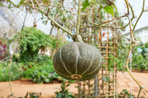 Photo pumpkin organic farm in greenhouse