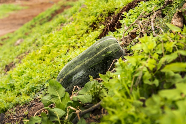 Pumpkin in an organic farm