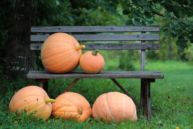 Pumpkin outdoor nature autumn