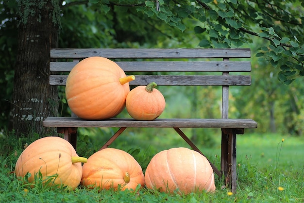 Pumpkin outdoor nature autumn