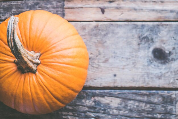 Pumpkin patch adventures finding the perfect gourd for halloween fun