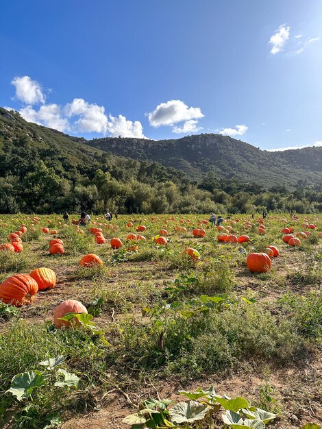 パンプキン・パッチ (Pumpkin patch) は農園の畑で生えている新鮮なオレンジ色の南瓜農村風景の南瓜です