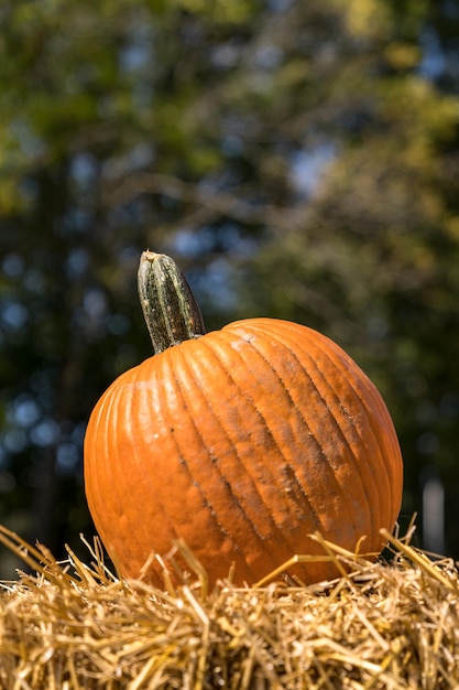 Pumpkin patch in Octorber