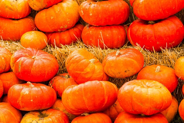 Pumpkin patch on sunny Autumn day.