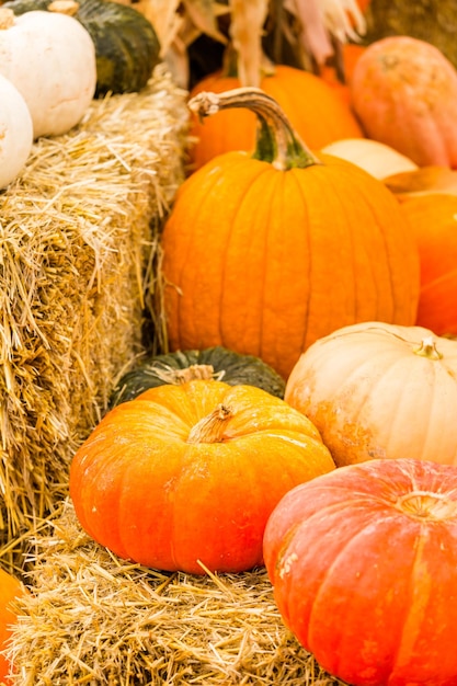 Pumpkin patch on sunny Autumn day.