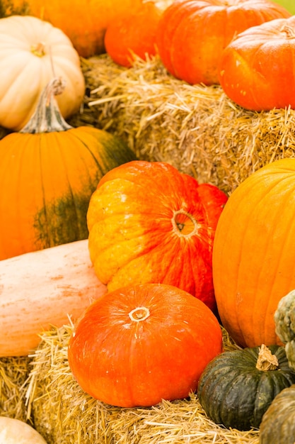 Pumpkin patch on sunny Autumn day.