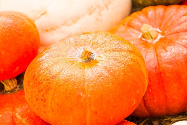 Pumpkin patch on sunny Autumn day.